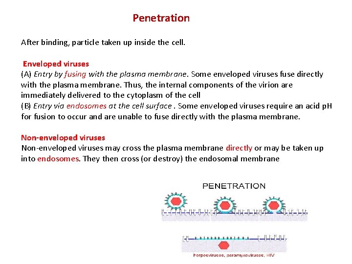 Penetration After binding, particle taken up inside the cell. Enveloped viruses (A) Entry by