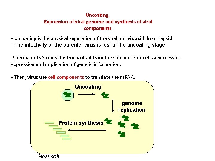 Uncoating, Expression of viral genome and synthesis of viral components - Uncoating is the