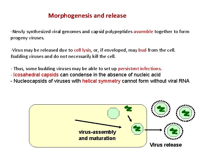 Morphogenesis and release -Newly synthesized viral genomes and capsid polypeptides assemble together to form