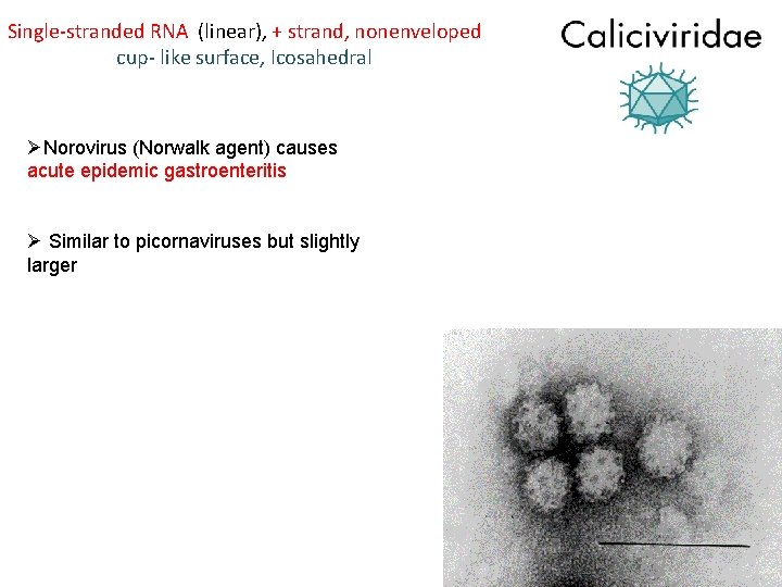 Single-stranded RNA (linear), + strand, nonenveloped cup- like surface, Icosahedral ØNorovirus (Norwalk agent) causes
