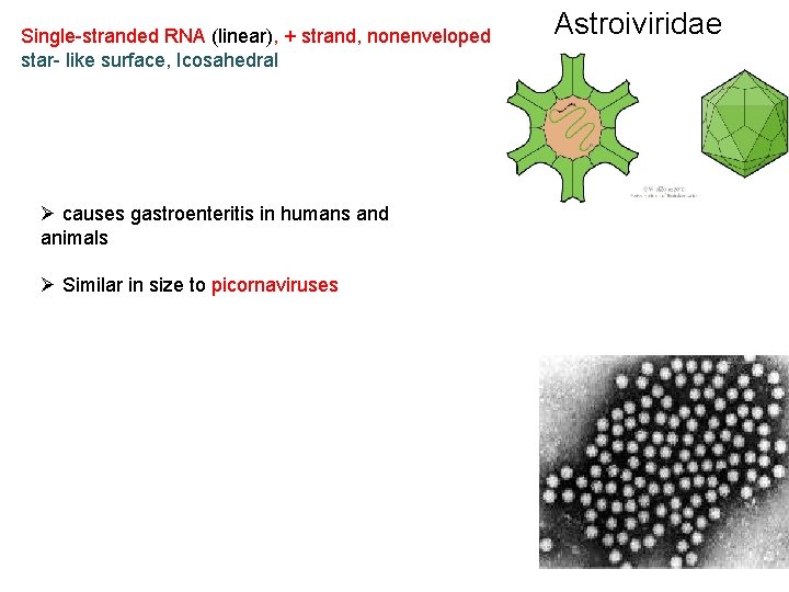 Single-stranded RNA (linear), + strand, nonenveloped star- like surface, Icosahedral Ø causes gastroenteritis in