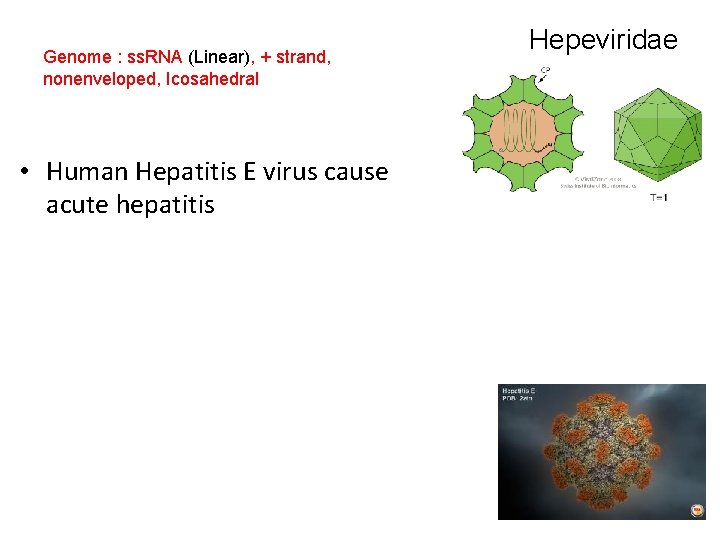 Genome : ss. RNA (Linear), + strand, nonenveloped, Icosahedral • Human Hepatitis E virus