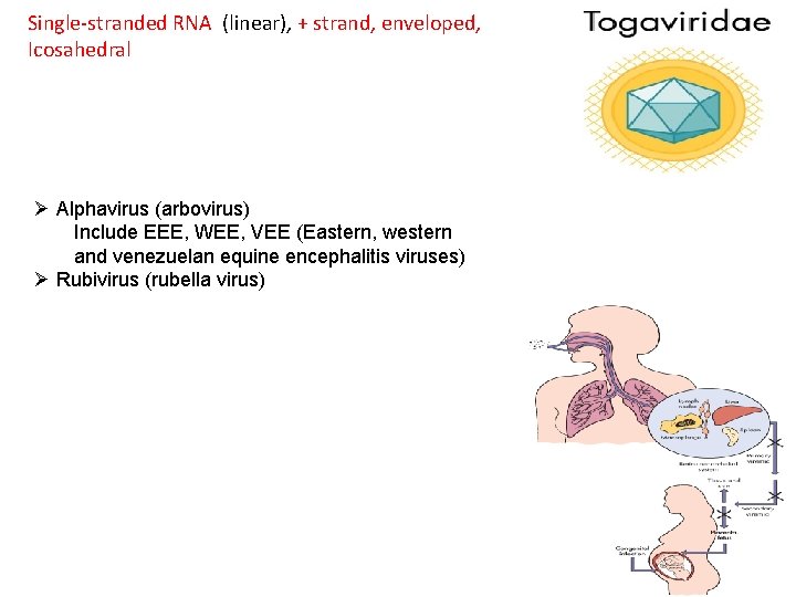 Single-stranded RNA (linear), + strand, enveloped, Icosahedral Ø Alphavirus (arbovirus) Include EEE, WEE, VEE