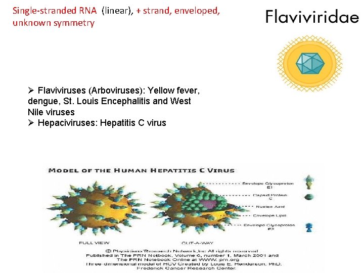 Single-stranded RNA (linear), + strand, enveloped, unknown symmetry Ø Flaviviruses (Arboviruses): Yellow fever, dengue,