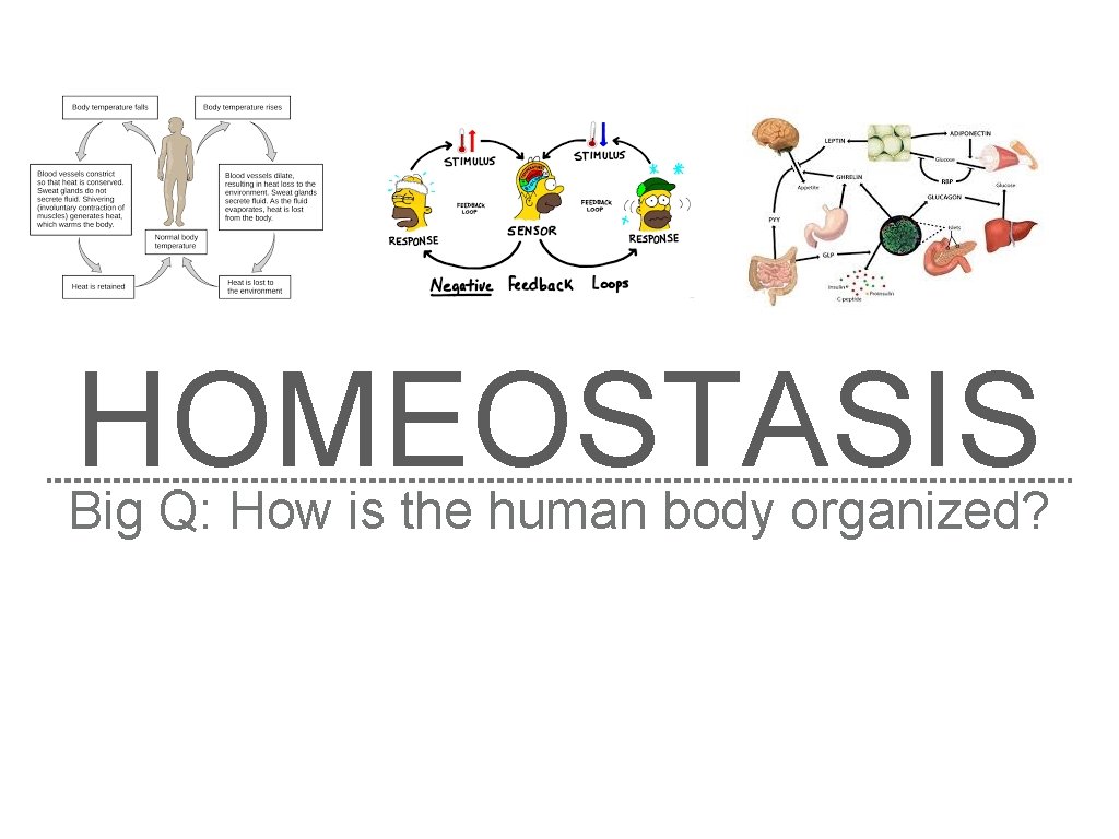 HOMEOSTASIS Big Q: How is the human body organized? 