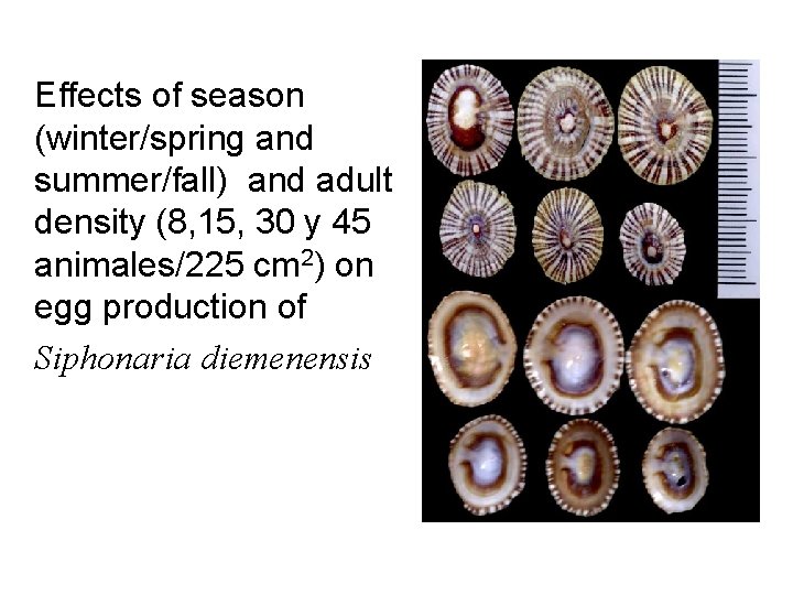 Effects of season (winter/spring and summer/fall) and adult density (8, 15, 30 y 45