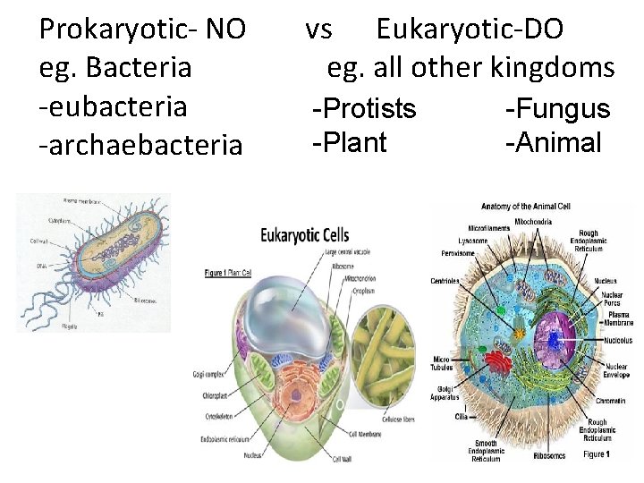 Prokaryotic- NO eg. Bacteria -eubacteria -archaebacteria vs Eukaryotic-DO eg. all other kingdoms -Protists -Plant