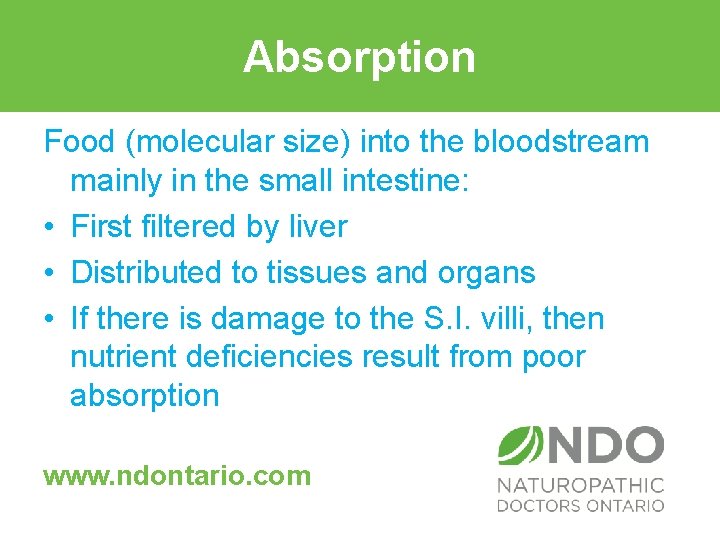 Absorption Food (molecular size) into the bloodstream mainly in the small intestine: • First