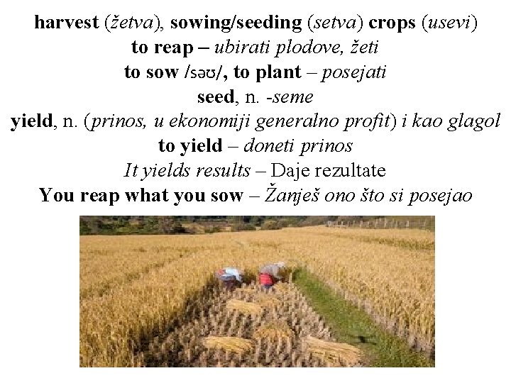 harvest (žetva), sowing/seeding (setva) crops (usevi) to reap – ubirati plodove, žeti to sow