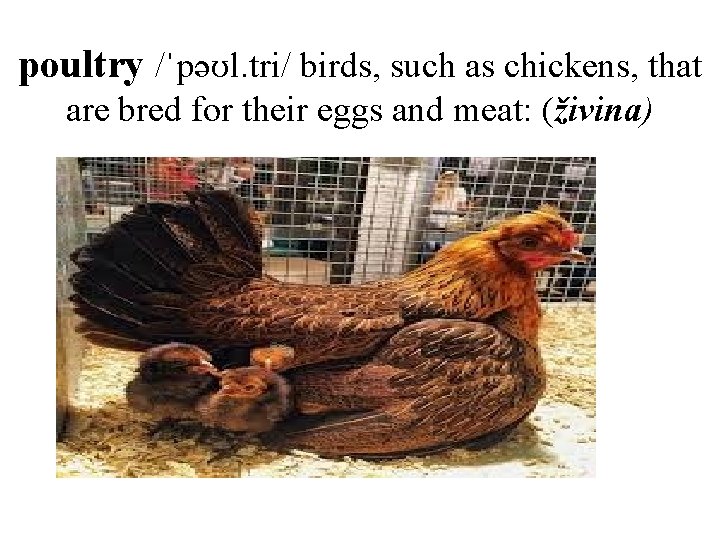 poultry /ˈpəʊl. tri/ birds, such as chickens, that are bred for their eggs and