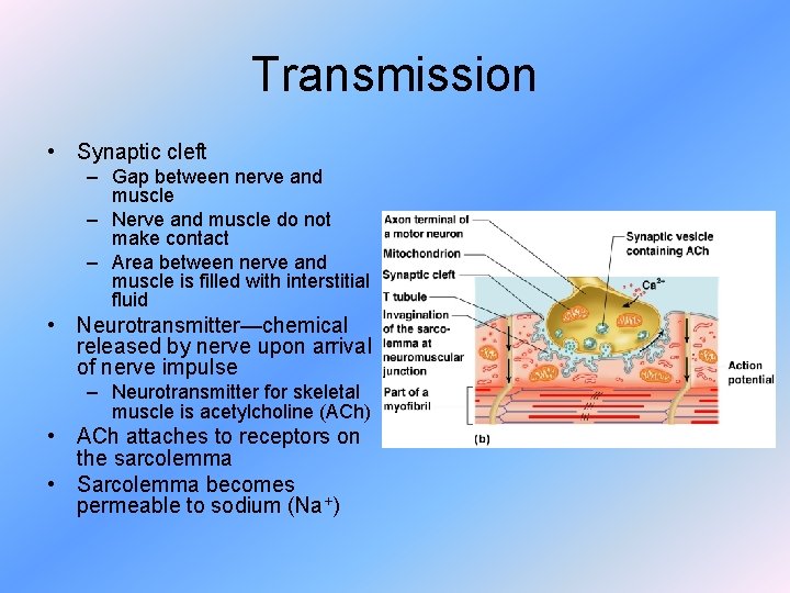 Transmission • Synaptic cleft – Gap between nerve and muscle – Nerve and muscle