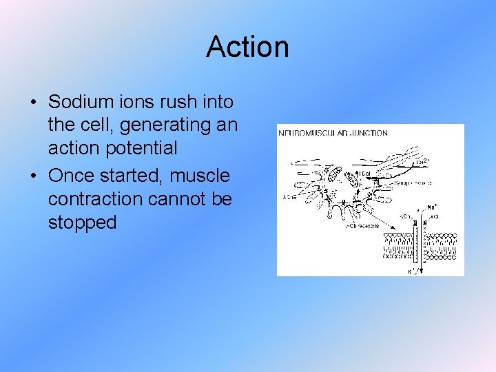 Action • Sodium ions rush into the cell, generating an action potential • Once