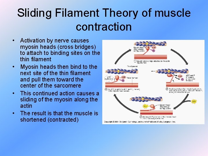 Sliding Filament Theory of muscle contraction • Activation by nerve causes myosin heads (cross