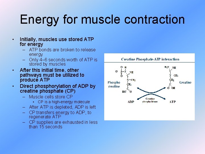 Energy for muscle contraction • Initially, muscles use stored ATP for energy – ATP