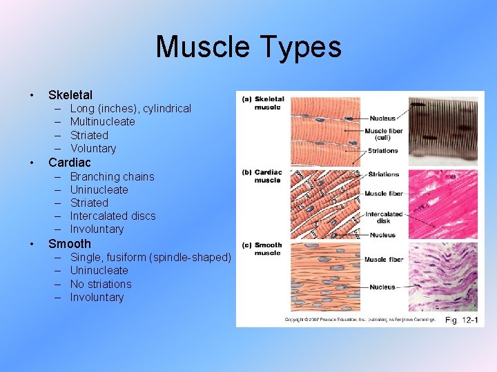 Muscle Types • Skeletal – – • Cardiac – – – • Long (inches),