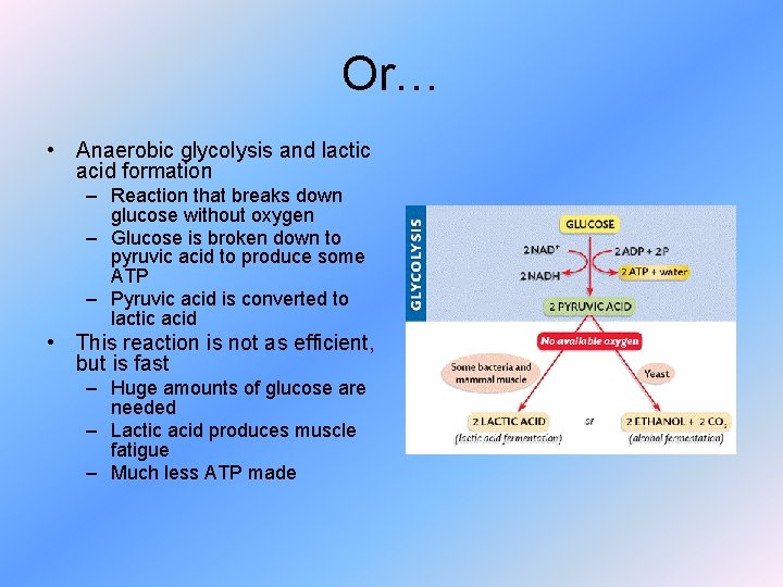 Or… • Anaerobic glycolysis and lactic acid formation – Reaction that breaks down glucose