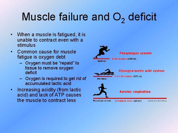 Muscle failure and O 2 deficit • When a muscle is fatigued, it is
