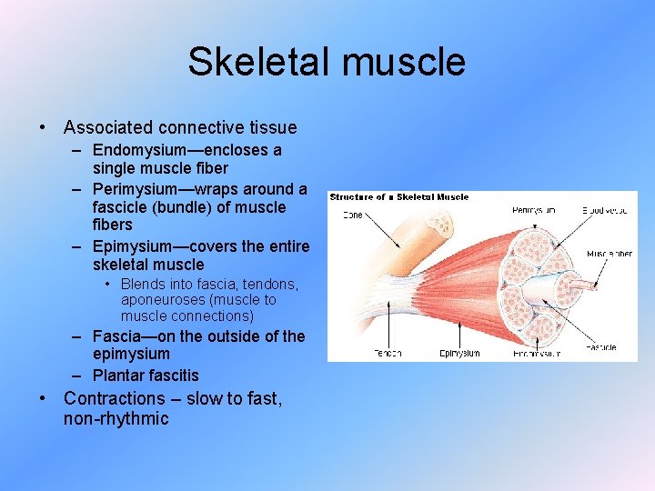 Skeletal muscle • Associated connective tissue – Endomysium—encloses a single muscle fiber – Perimysium—wraps