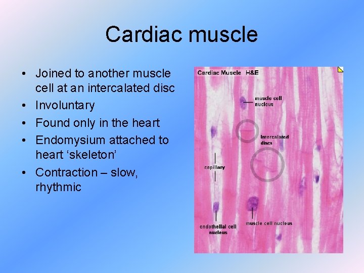 Cardiac muscle • Joined to another muscle cell at an intercalated disc • Involuntary