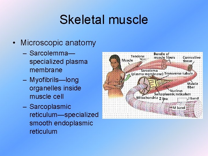 Skeletal muscle • Microscopic anatomy – Sarcolemma— specialized plasma membrane – Myofibrils—long organelles inside