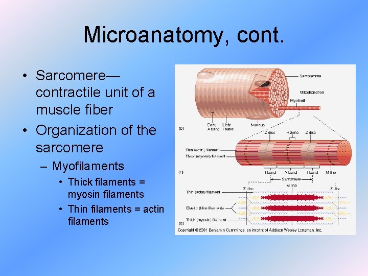 Microanatomy, cont. • Sarcomere— contractile unit of a muscle fiber • Organization of the