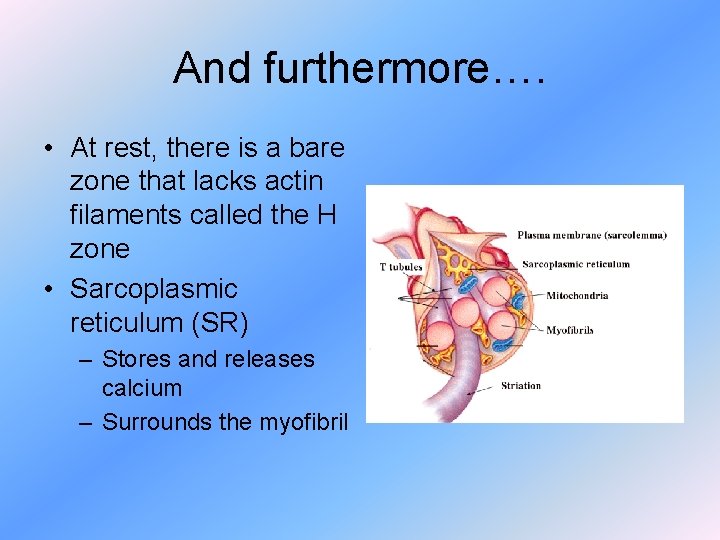 And furthermore…. • At rest, there is a bare zone that lacks actin filaments
