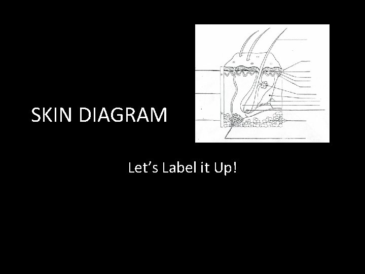 SKIN DIAGRAM Let’s Label it Up! 