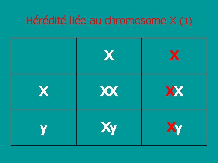 Hérédité liée au chromosome X (1) X XX XX y Xy Xy 