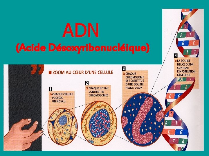 ADN (Acide Désoxyribonucléique) 