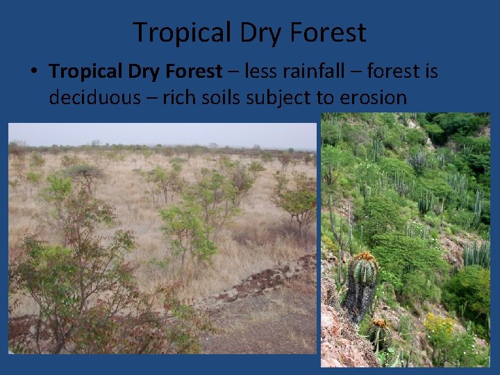 Tropical Dry Forest • Tropical Dry Forest – less rainfall – forest is deciduous