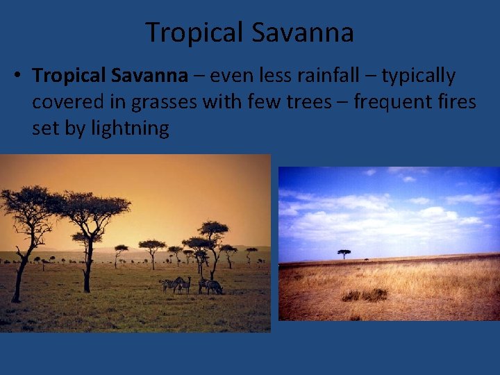 Tropical Savanna • Tropical Savanna – even less rainfall – typically covered in grasses