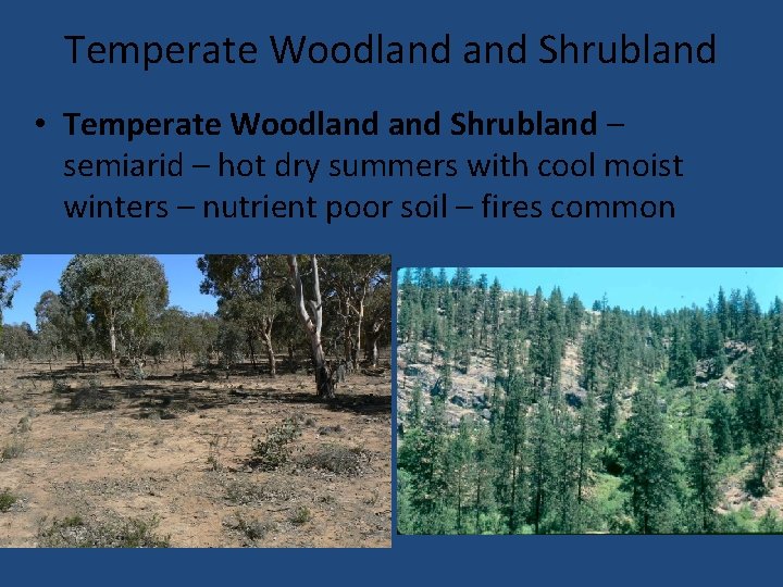 Temperate Woodland Shrubland • Temperate Woodland Shrubland – semiarid – hot dry summers with