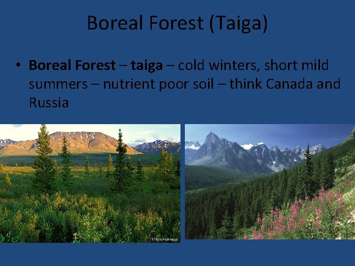 Boreal Forest (Taiga) • Boreal Forest – taiga – cold winters, short mild summers