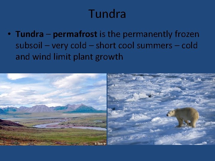 Tundra • Tundra – permafrost is the permanently frozen subsoil – very cold –