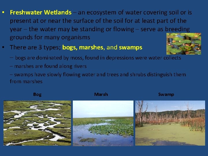  • Freshwater Wetlands – an ecosystem of water covering soil or is present