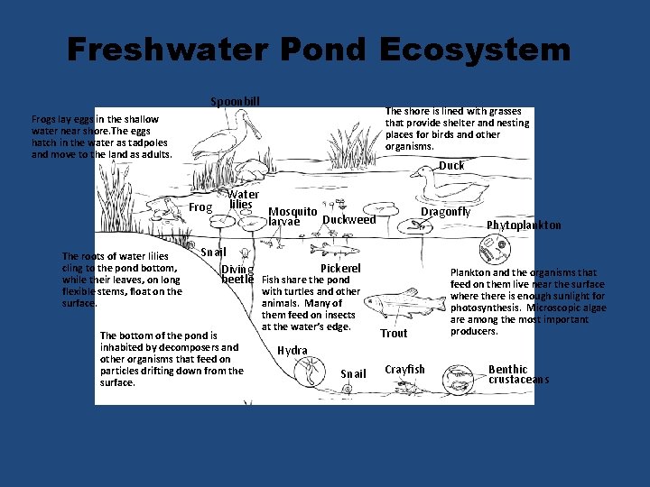 Freshwater Pond Ecosystem Spoonbill The shore is lined with grasses that provide shelter and