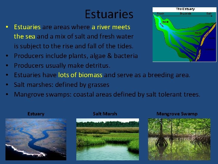 Estuaries • Estuaries areas where a river meets the sea and a mix of