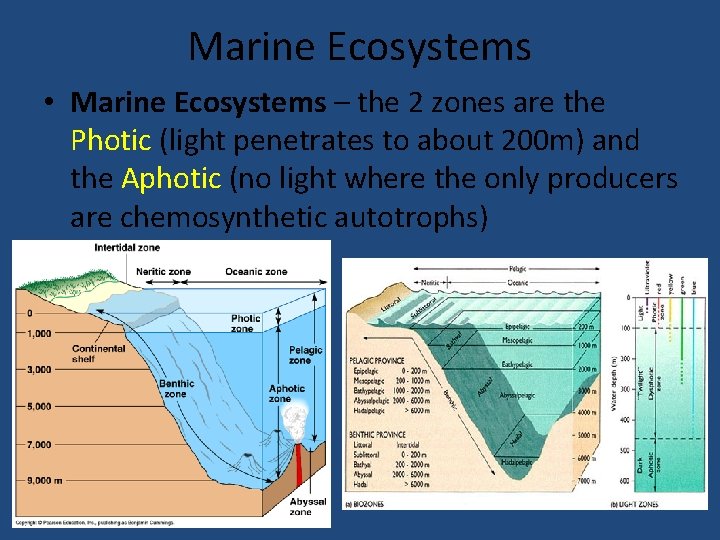 Marine Ecosystems • Marine Ecosystems – the 2 zones are the Photic (light penetrates