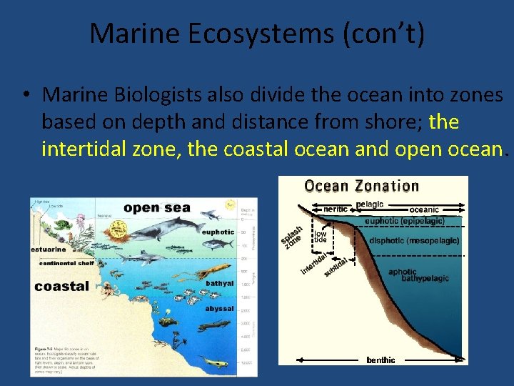 Marine Ecosystems (con’t) • Marine Biologists also divide the ocean into zones based on