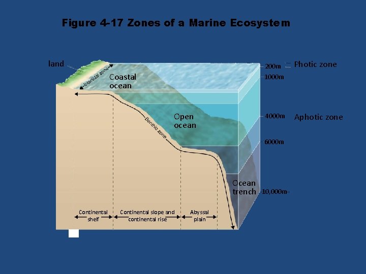 Figure 4 -17 Zones of a Marine Ecosystem land 200 m Coastal ocean 1000