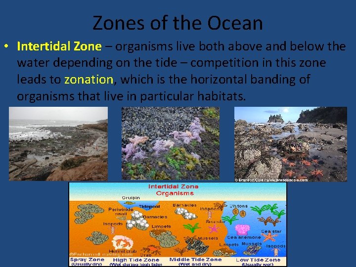 Zones of the Ocean • Intertidal Zone – organisms live both above and below