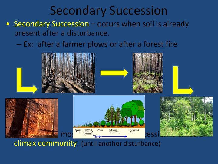 Secondary Succession • Secondary Succession – occurs when soil is already present after a