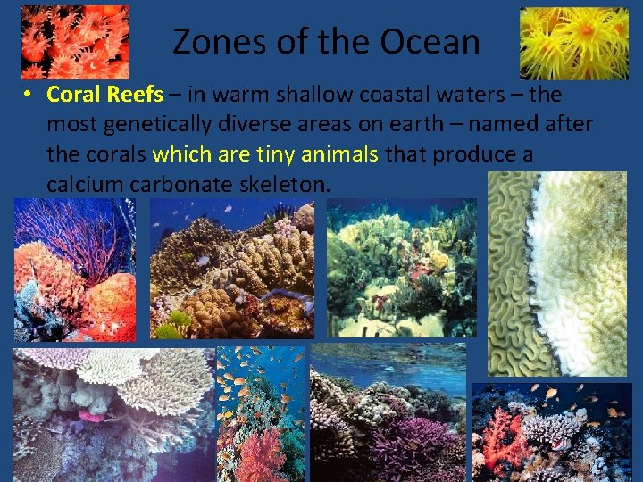 Zones of the Ocean • Coral Reefs – in warm shallow coastal waters –