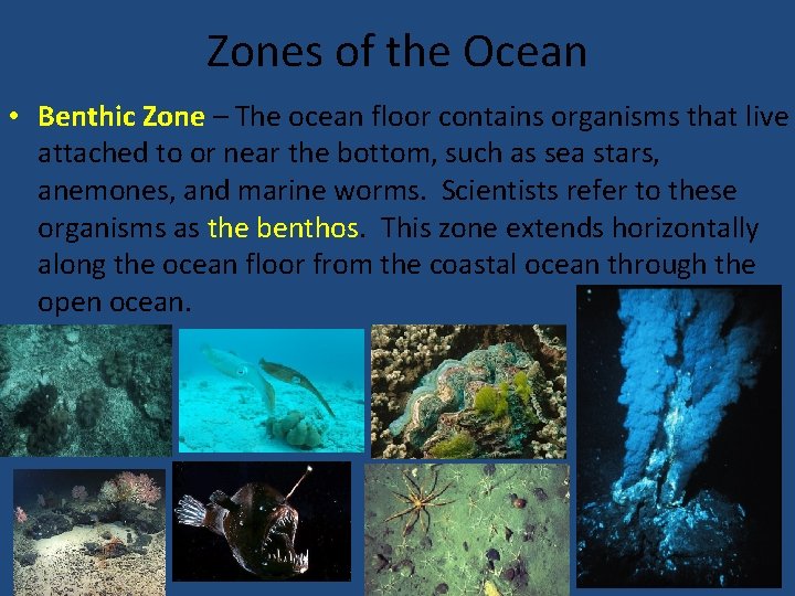 Zones of the Ocean • Benthic Zone – The ocean floor contains organisms that