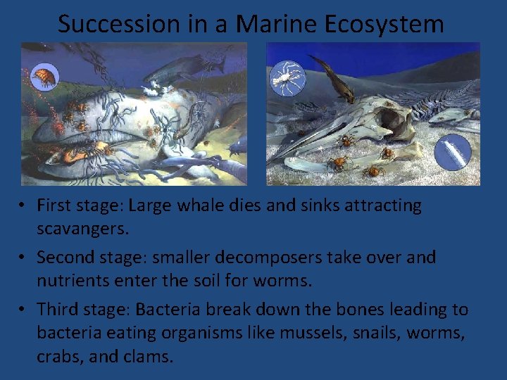 Succession in a Marine Ecosystem • First stage: Large whale dies and sinks attracting