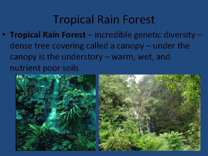 Tropical Rain Forest • Tropical Rain Forest – incredible genetic diversity – dense tree