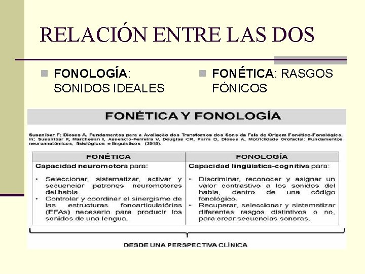 RELACIÓN ENTRE LAS DOS n FONOLOGÍA: SONIDOS IDEALES n FONÉTICA: RASGOS FÓNICOS 