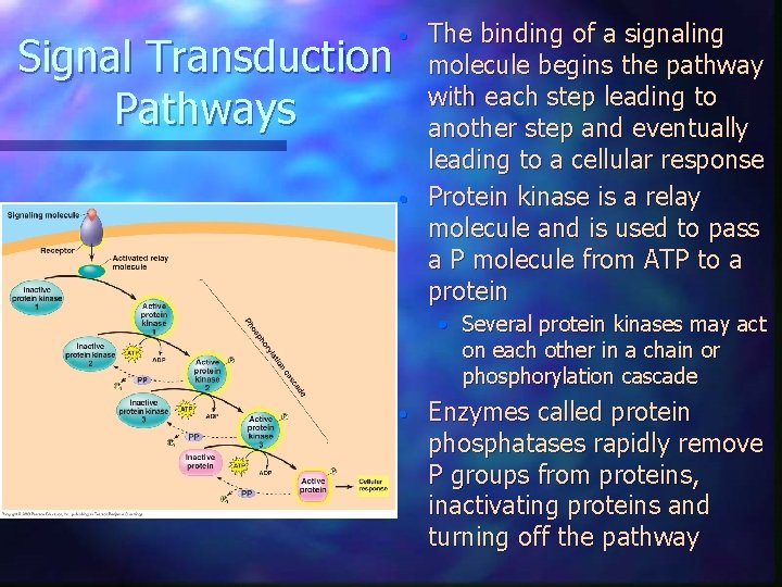 Signal Transduction Pathways • • The binding of a signaling molecule begins the pathway