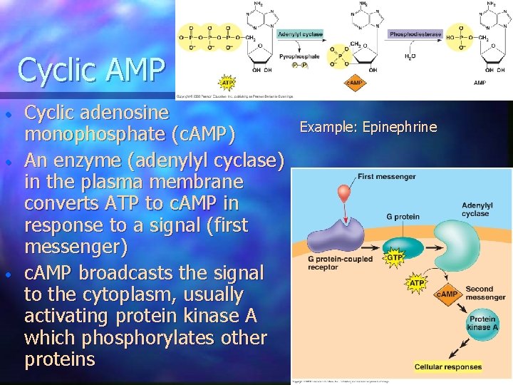 Cyclic AMP • • • Cyclic adenosine monophosphate (c. AMP) An enzyme (adenylyl cyclase)