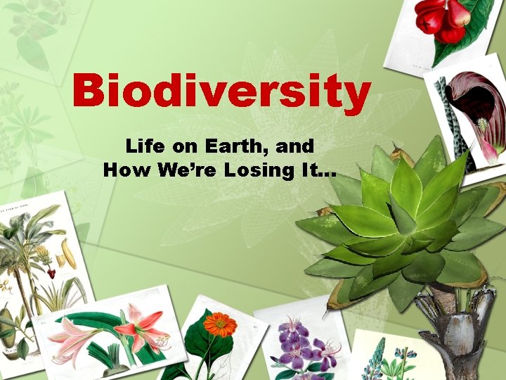 Biodiversity Life on Earth, and How We’re Losing It… 